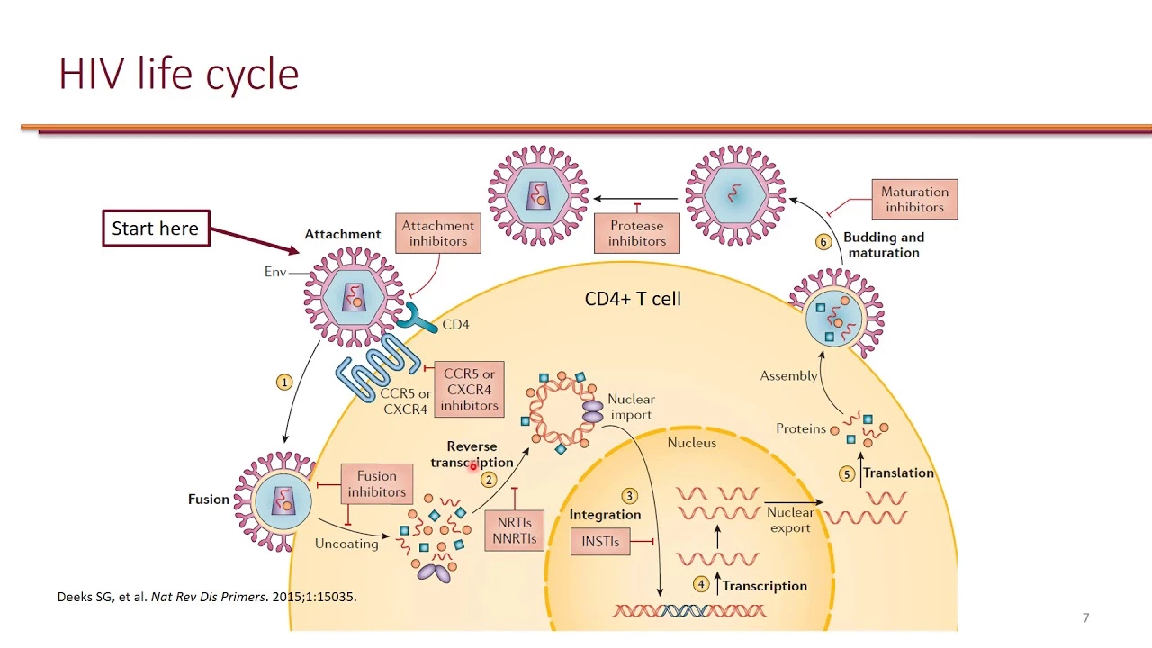 Atazanavir: Understanding its Role in HIV Therapy